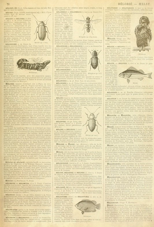 Roycycled Decoupage Paper - Entomology Dictionary -Retired